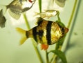 Fish barbus or tiger barb swimming in freshwater exotic aquarium. Royalty Free Stock Photo