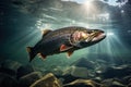 fish bass in habitat under water looking for prey.