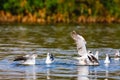 Fish! The battle of gulls. Naivasha lake Royalty Free Stock Photo