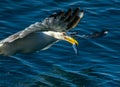 Fish in beak Royalty Free Stock Photo