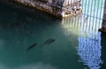 Fish behind a fence on lake