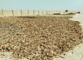 Fish being dried under sun driedfish meal ingredient for feedmill industry fishmeal poisson seche, pescado seco, peixeseco photo Royalty Free Stock Photo