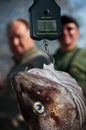 Fish being weighed Royalty Free Stock Photo