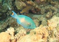 Fish Bicolour parrotfish Royalty Free Stock Photo
