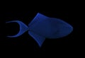 Fish big blue sweaming isolated at black Royalty Free Stock Photo