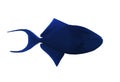 Fish big blue sweaming isolated at white Royalty Free Stock Photo