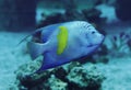 Fish big dark sweaming at the blue ocean Royalty Free Stock Photo