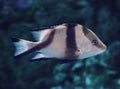 Fish big dark sweaming at the blue ocean Royalty Free Stock Photo