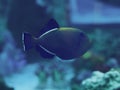 Fish big dark sweaming at the blue ocean Royalty Free Stock Photo