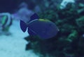 Fish big dark sweaming at the blue ocean Royalty Free Stock Photo