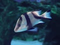 Fish big dark sweaming at the blue ocean Royalty Free Stock Photo