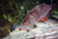 The european chub Squalius cephalus in the clean green water Royalty Free Stock Photo