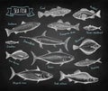 Fish big set on blackboard.