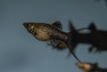 Fish Black Molly swimming in freshwater exotic aquarium. Royalty Free Stock Photo