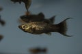 Fish Black Molly swimming in freshwater exotic aquarium. Royalty Free Stock Photo