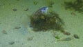 Fish of the Black Sea, Roche`s snake blenny Ophidion rochei .Actinopterygii