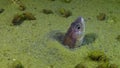Fish of the Black Sea, Roche`s snake blenny Ophidion rochei .Actinopterygii