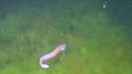 Fish of the Black Sea, Roche`s snake blenny Ophidion rochei .Actinopterygii