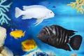 Fish with black stripes Cichlasoma nigrofasciatum, on a defocused background of different fish. Selective focus Royalty Free Stock Photo
