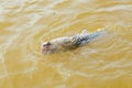 Fish with black stripes known as Cachara Royalty Free Stock Photo