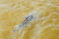 Fish with black stripes known as Cachara Royalty Free Stock Photo