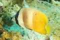 Fish - Blacklip butterflyfish Royalty Free Stock Photo