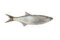 Fish bleakAlburnus alburnus on white Royalty Free Stock Photo