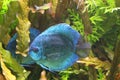 Fish Blue Discus in the clear water of the aquarium