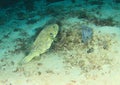 Fish - Blue-spotted puffer