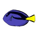 Fish is a blue surgeon.Violet fish isolated on a white background, there is a place for inscription.