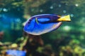 Fish blue surgeonfish paracanthurus hepatus Royalty Free Stock Photo