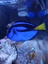 Blue tang letter six parachanturus hepatus Royalty Free Stock Photo