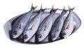 Fish bogue Royalty Free Stock Photo