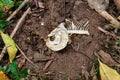 Fish bone on the floor Royalty Free Stock Photo