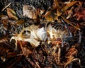 Fish bones, all that remain of a fish on a beach Royalty Free Stock Photo