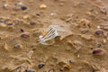 fish bones in the Royalty Free Stock Photo