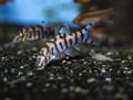 Fish Pakistani loach swimming in freswater aquarium