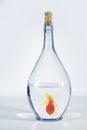 Fish in bottle Royalty Free Stock Photo