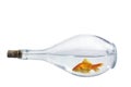 Fish in bottle Royalty Free Stock Photo