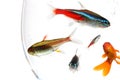 Fish bowl Royalty Free Stock Photo