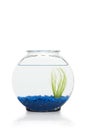 Fish Bowl Royalty Free Stock Photo