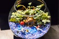 Fish bowl garden