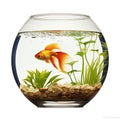 A fish in a bowl with rocks and water. Circular water tank.