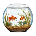 A fish bowl with two goldfishs in it. Circular water tank. Royalty Free Stock Photo