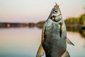 fish bream on the hook at shore