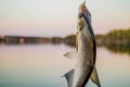 fish bream on the hook at shore