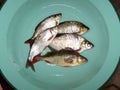 Fish - bream, perch, vimba and roach in mint green bowl