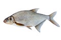 Fish bream in white