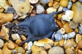 Black Spotted Ray Raja montagui Egg case on pebble beach in East Sussex, England