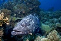 Fish, camouflaged to live on the Maldives Royalty Free Stock Photo